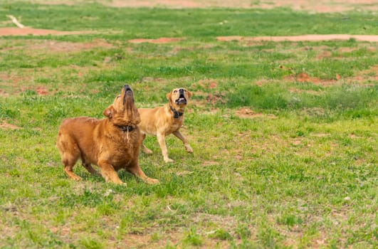 Two dogs are caught mid-action in a grassy expanse one with a reddish coat playfully barks skyward while the other, a tan companion, looks on with an open mouth, echoing the call.