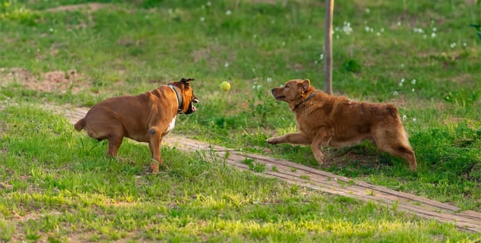 At the edge of day, two dogs engage in a playful game of fetch a muscular brown dog watches intently as a tennis ball arcs through the air towards its eager reddish companion.