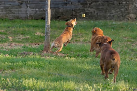 A tan dog stands on hind legs, its gaze fixed on a tennis ball mid-air against the backdrop of a soft golden sunset. Two other dogs, one facing away and the other in profile