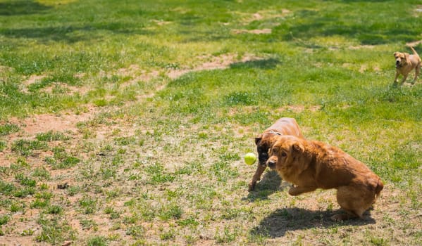 A reddish-brown dog is captured in a dynamic stance, eyes locked on a tennis ball mid-bounce. In the background, a second, lighter-colored dog approaches, adding depth to this playful outdoor scene