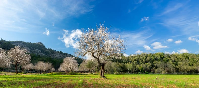 Almond trees in full bloom present a breathtaking spectacle in the heart of a lush orchard, with the blossoms catching the soft glow of the spring sun. The verdant meadow, bordered by a dense forest and a clear blue sky, offers a serene and rejuvenating countryside retreat