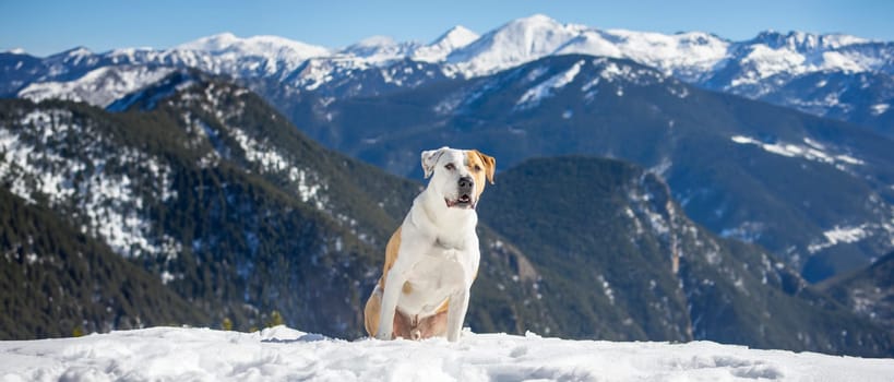 A loyal dog stands guard over the snowy expanse, its sturdy stance and attentive gaze embodying the spirit of the alpine wilderness. Behind it, the vast mountain range stretches under a clear blue sky, a testament to the serene grandeur of the natural world.