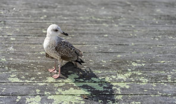 A single seagull ambles along a weathered wooden boardwalk, its mottled plumage blending with the muted tones of the planks. Its shadow accompanies it, a quiet companion in the journey across the sunlit path.