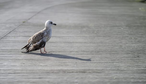 A single seagull ambles along a weathered wooden boardwalk, its mottled plumage blending with the muted tones of the planks. Its shadow accompanies it, a quiet companion in the journey across the sunlit path.