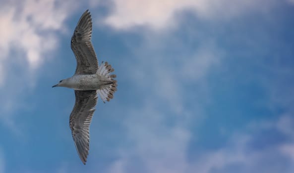 A seagull is captured in mid-flight against a soft blue sky, its wings outstretched in a display of effortless flight, embodying the freedom of the open skies