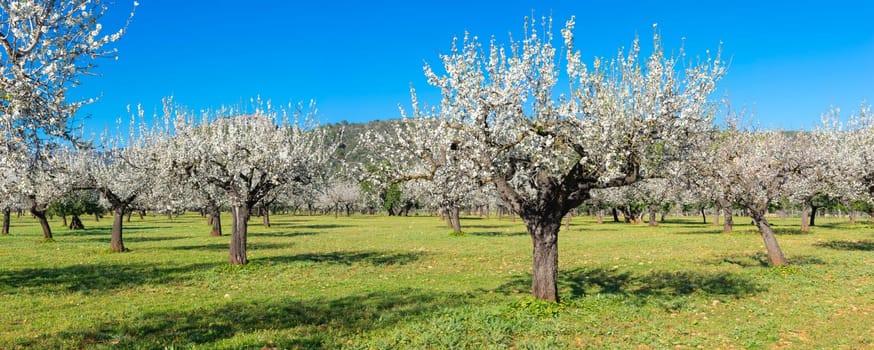 A verdant orchard unfolds under a brilliant sky, each almond tree a burst of white blooms against the green grass. The distant mountains stand as silent witnesses to this seasonal spectacle of nature, showcasing the lush life of rural landscapes.