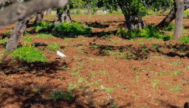 A single white bird takes a leisurely stroll across the rich, reddish soil of a vibrant orchard. The green foliage of the trees offers a sharp contrast to the tilled earth, while the bird's presence adds a touch of animate grace to the stillness of the grove