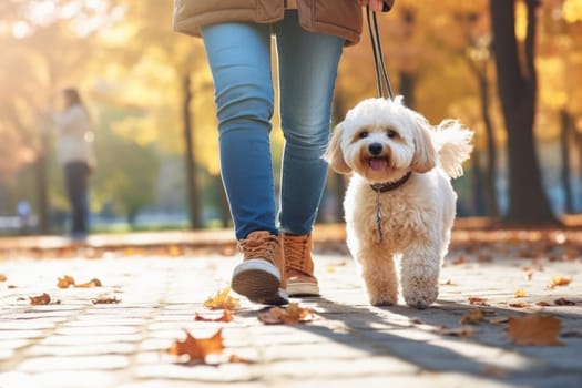 image of a person walking a pet dog in a city park on a sunny autumn day.