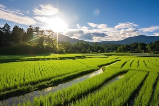 Beautiful Rice field landscape terraced.