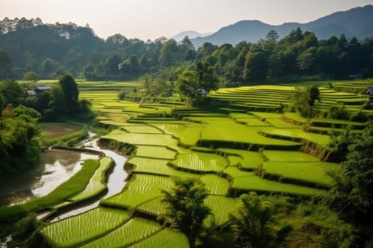 Beautiful Rice field landscape terraced.