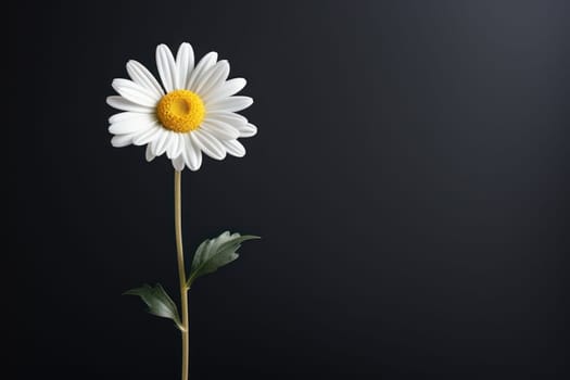 Beautiful chamomile daisy flower on neutral colour background Generative AI.