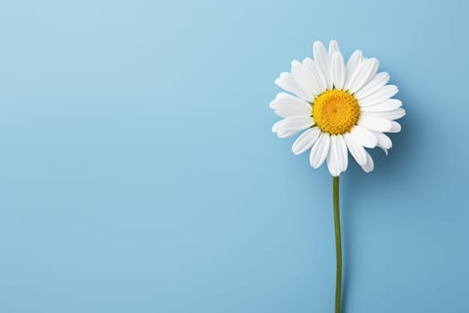 Beautiful chamomile daisy flower on neutral colour background Generative AI.