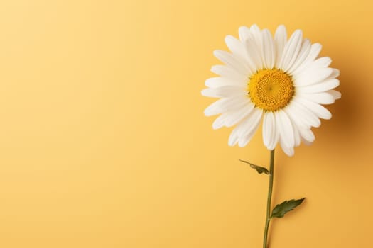 Beautiful chamomile daisy flower on neutral colour background Generative AI.