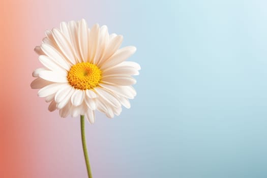 Beautiful chamomile daisy flower on neutral colour background Generative AI.