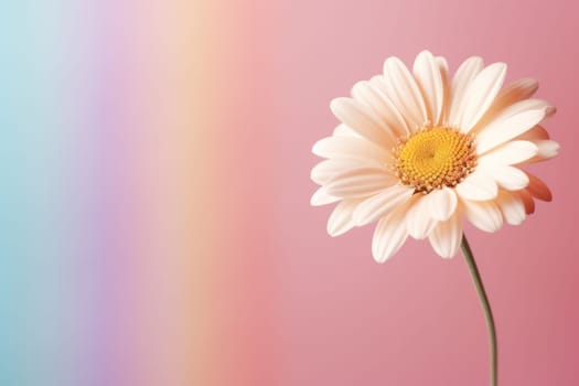 Beautiful chamomile daisy flower on neutral colour background Generative AI.