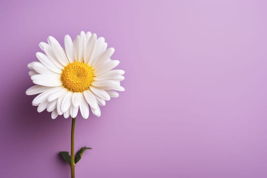 Beautiful chamomile daisy flower on neutral colour background Generative AI.