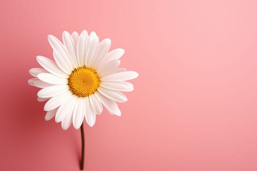 Beautiful chamomile daisy flower on neutral colour background Generative AI.
