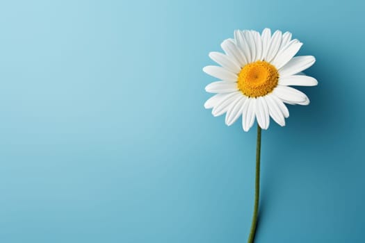 Beautiful chamomile daisy flower on neutral colour background Generative AI.