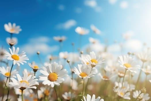 Field of blooming Daisies and blue sky Generative AI.