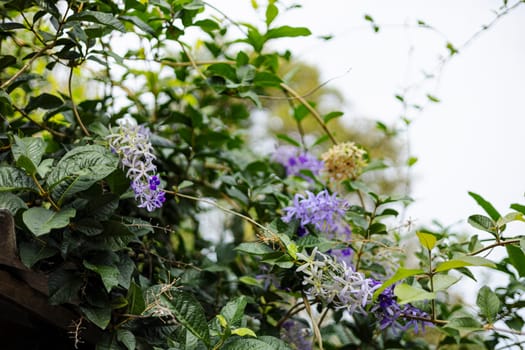 Bunch of Purple blossom flower of Sandpaper vine, Queens Wreath, Petrea volubilis L. on tree in garden. 