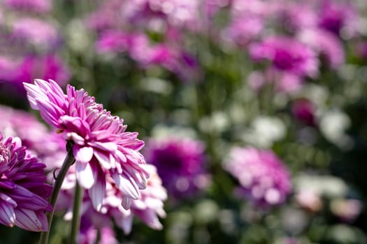 A close up photo of a bunch of dark pink chrysanthemum flowers in the garden. Blur Background.