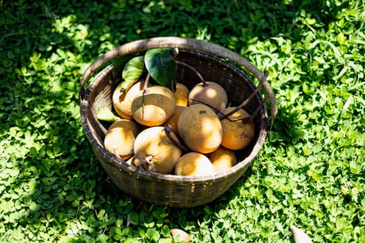 Heap of Santols in bamboo basket. 