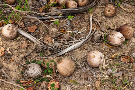Closeup of waste or damaged coconut dumped in ground. A view of old rotten coconut on the ground.