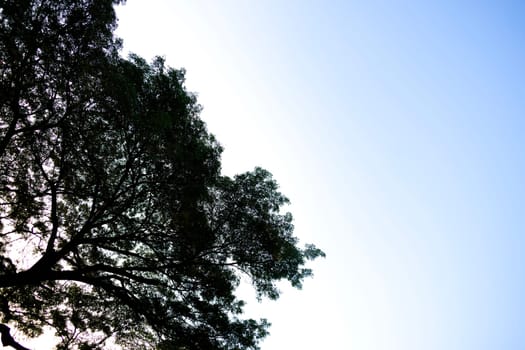 Ancient rain tree with green leaves. close-up and low angle panoramic view. Background.