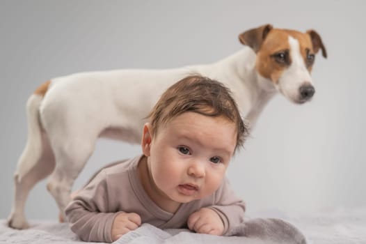 Portrait of a baby lying on his stomach and a Jack Russell Terrier dog