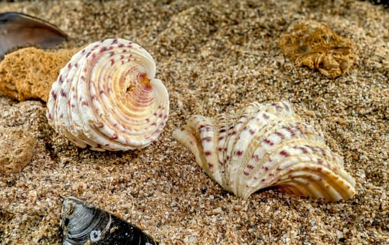 Hippopus hippopus sea shell on a yellow sand