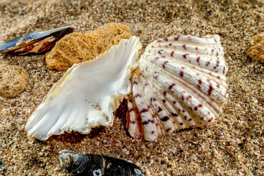 Hippopus hippopus sea shell on a yellow sand