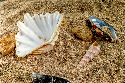 Hippopus hippopus sea shell on a yellow sand