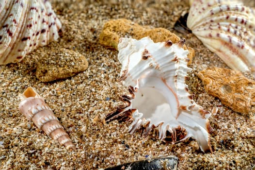 Murex Indivia Longspine sea shell on a yellow sand