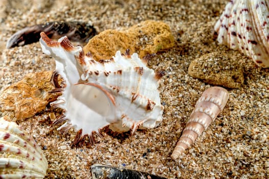 Murex Indivia Longspine sea shell on a yellow sand