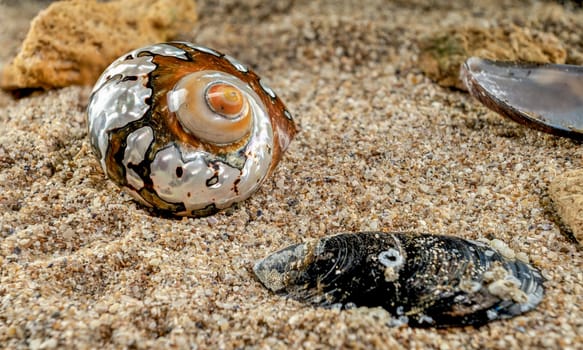 Pearly snail sea shell of Turbo sarmaticus South African turban on the sand