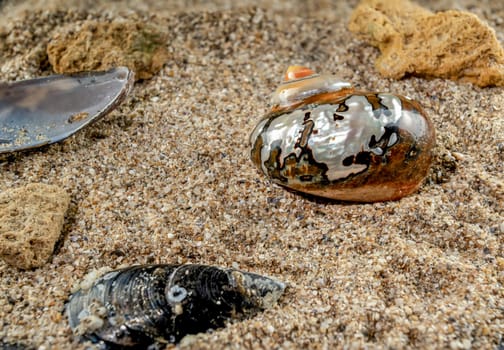 Pearly snail sea shell of Turbo sarmaticus South African turban on the sand