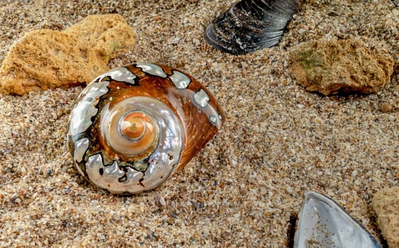 Pearly snail sea shell of Turbo sarmaticus South African turban on the sand