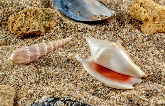 Strombidae seastar shell on the sand