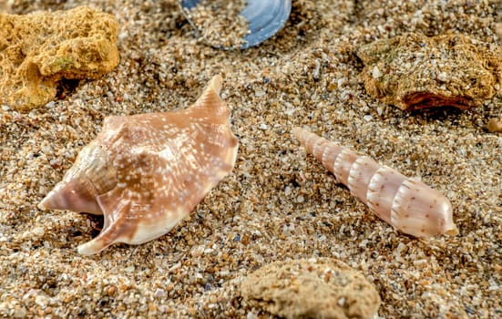 Strombidae seastar shell on the sand