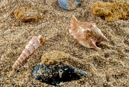 Strombidae seastar shell on the sand