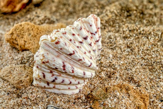 Hippopus hippopus sea shell on a yellow sand