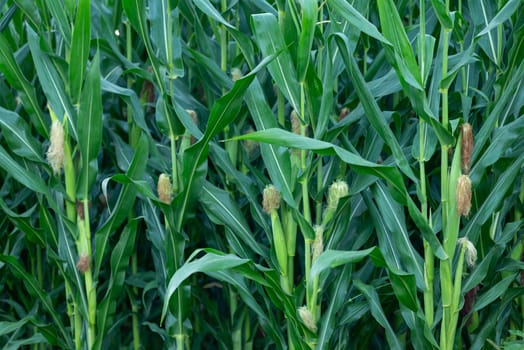 Corn plants in dew, corn farm