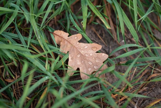 Bright autumn leaf in water drops after the rain in grass, fall concept