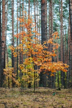 Beautiful nature in autumn forest, vivid leaves