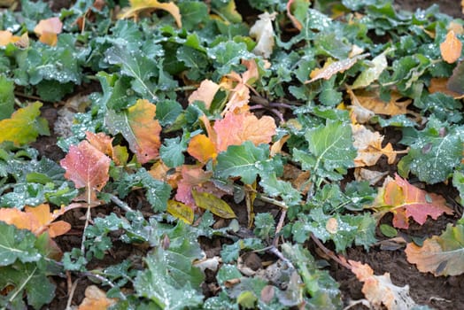 Close up of winter crop rapeseed in autumn for harvest in the next year