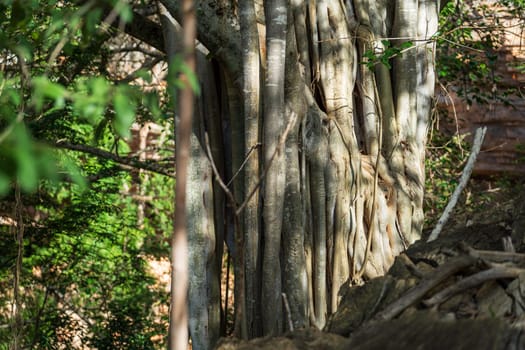 Ancient Banyan tree's detailed trunk surrounded by lush green foliage.