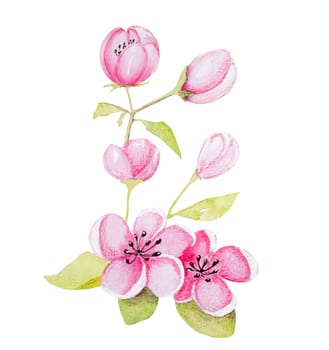 Hand-Drawn Watercolor Illustration Features An Apricot Branch With Flowers