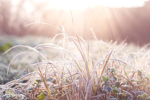 Cold weather background concept. Frozen grass on the fields in sun rays with copy space.