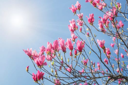 Blooming magnolia tree in spring on blue sky background.