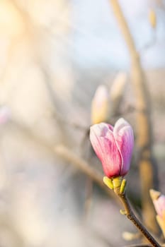 Close up blooming pink magnolia flower in spring on light background. Vertical